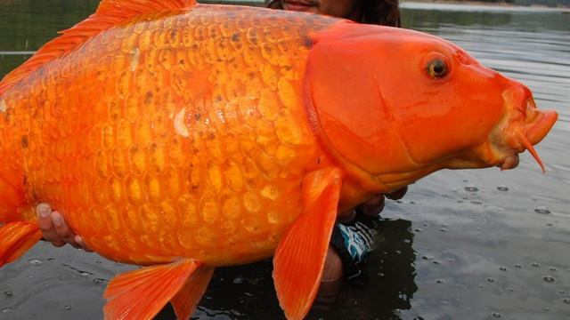 Тридцати килограммовая золотая рыбка. Во Франции выловили гигантского золотого карпа. Рыбалка. смотреть онлайн