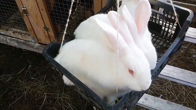 Вес кроликов.Взвешивание кроликов разных пород в разном возрасте. Разведение кроликов. смотреть онлайн