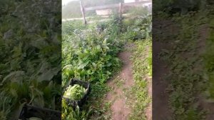 Монастырский огород в Печорах.