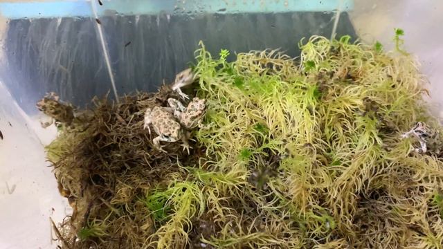 Кормление жабёшек