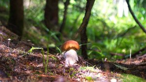 Мощный выход БЕЛЫХ ГРИБОВ на северо-западе Подмосковья! Разведка новых мест принесла удачу!