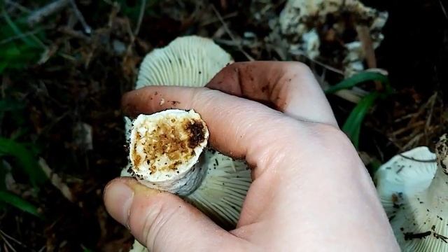 KASTAMONU YAYLALARINDA MANTAR AVI {KANLICA, ÇINTAR} How to find Lactarius delicious mushroom смотреть онлайн