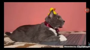 КОТИНЕТ - 16-СЕРИЯ 3-СЕЗОН - ПРЯТКИ В BROOKHAVEN С ПОДПИСЧИКАМИ - (Kotiynet-Россия)