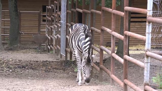 Equus quagga boehmi - зебра Гранта- Grant's zebra смотреть онлайн