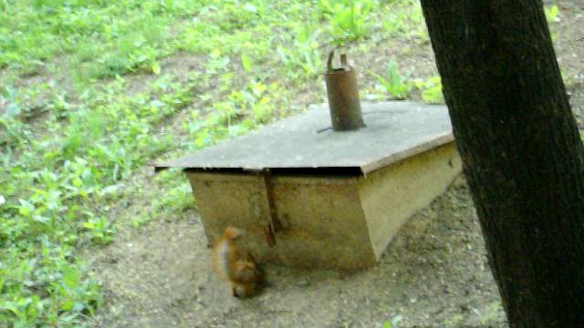 Снова белочка смотреть онлайн