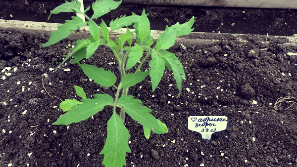 15 апреля, пересадка томатов в неотапливаемую теплицу на постоянное место.