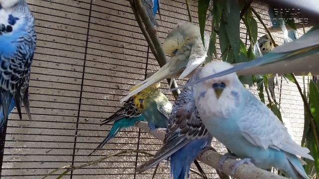 Budgie Sounds For Relaxation