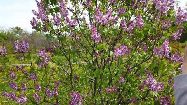 БОТАНИЧЕСКИЙ САД УФА МАЙ 2023 ДЕРЕВЬЯ ,КУСТАРНИКИ,ЦВЕТЫ ЦВЕТЕНЬЕ ЧТО ПОСАДИТЬ НА УЧАСТКЕ смотреть онлайн