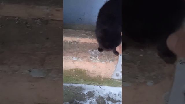 Приручаем черную кошку, а ещё у нее есть сестра смотреть онлайн