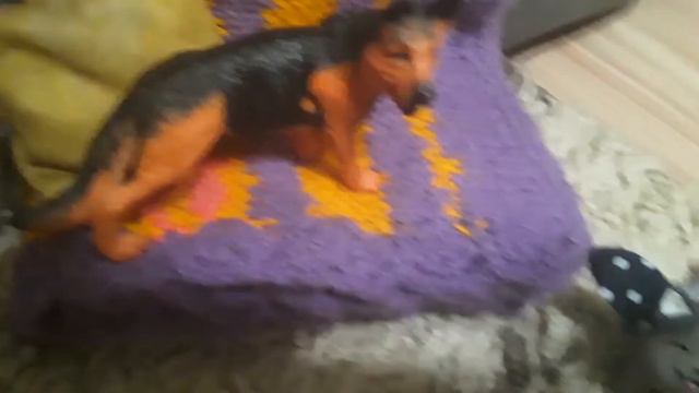 Здравствуй, ШАУРМА! Пёс Барти и кошка Ежевика.🐕🐈