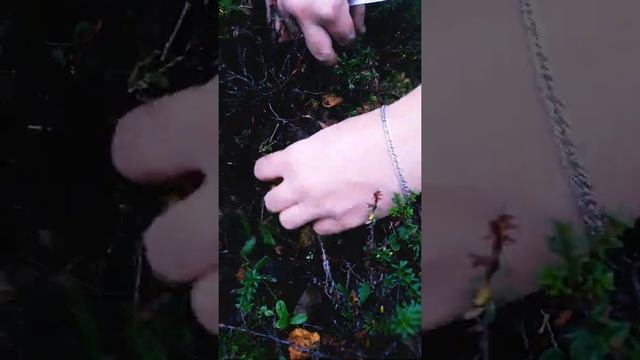 Лисички в Мурмансксе смотреть онлайн