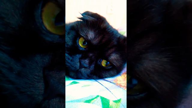 Ложится спать смотреть онлайн