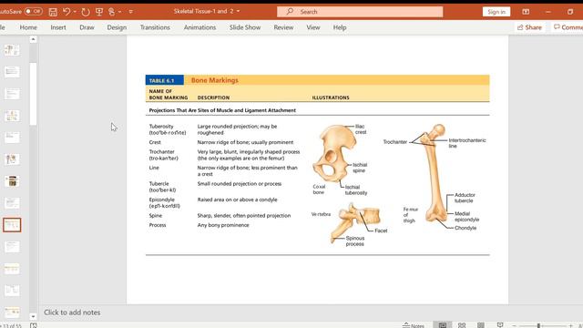 Skeletal Tissue Part 1 смотреть онлайн