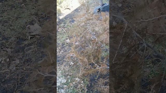 Сегодня первый день весны 1 марта обзор двора такие растения растут смотреть онлайн
