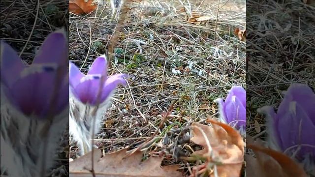 Так цветет Сон-трава! #shorts смотреть онлайн