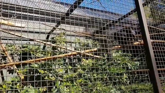 VLOG#8 ЗООПАРК В DUBLIN, ИРЛАНДИЯ. смотреть онлайн