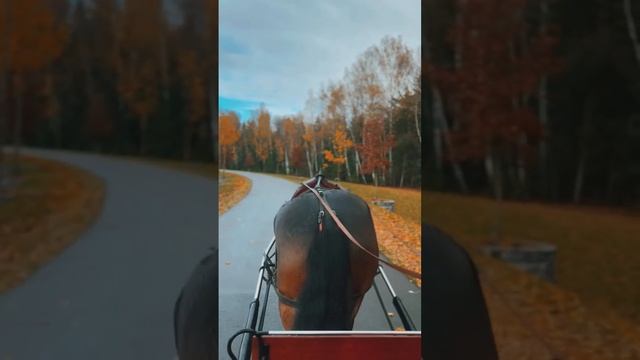 Упряжная работа лошади породы шайр смотреть онлайн