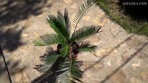 КАК УХАЖИВАТЬ ЗА ЦИКАСОМ В КОМНАТНЫХ УСЛОВИЯХ? | Магия легкой руки