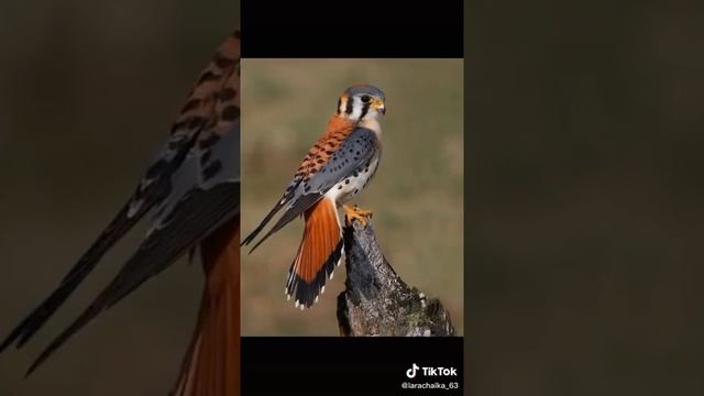 Очень красивые зверюшки смотреть онлайн