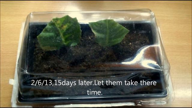How to propagate gloxinia from leaf cutting. Part-1 смотреть онлайн