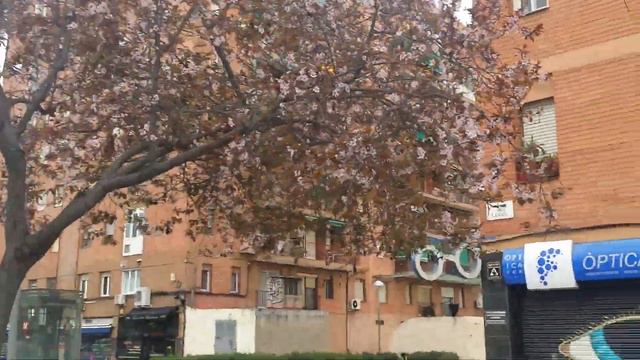 Когда цветет ткемали. смотреть онлайн