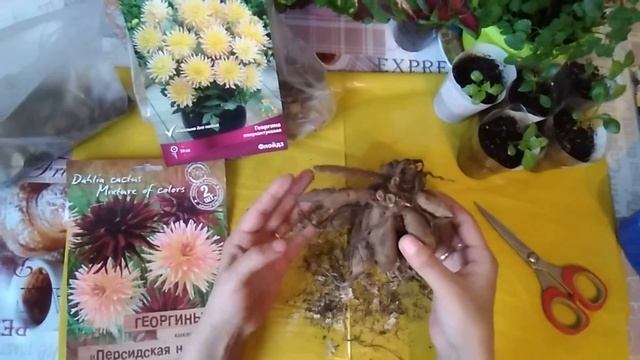Георгины смотреть онлайн