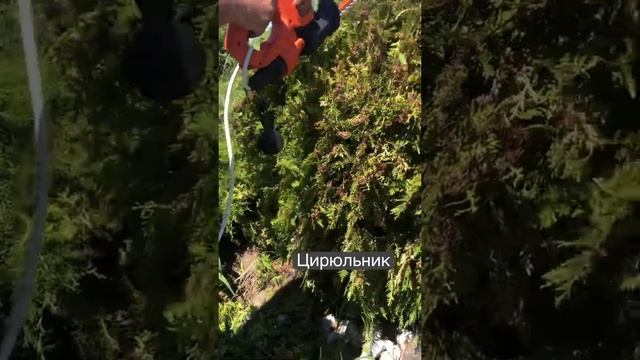 Цирюльник кустов смотреть онлайн