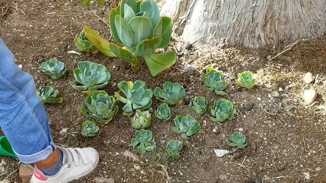 ¡Pasamos al suelo colonia de Echeveria Jade! 🥰 // Any Grc смотреть онлайн