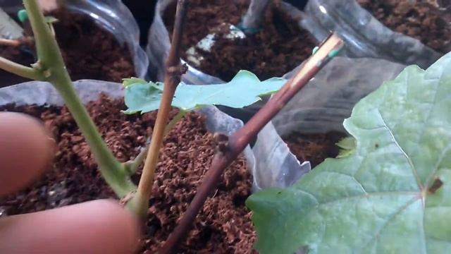 Не вызрел побег на саженце винограда Что делать смотреть онлайн