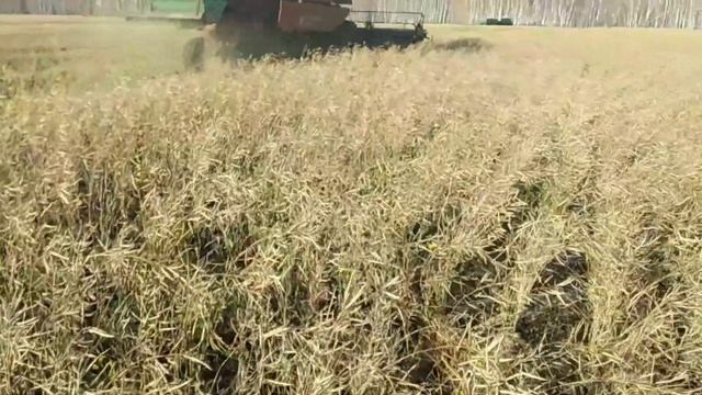Уборка рапса. 18 октября 2021 г. смотреть онлайн