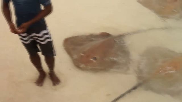 Кормление скатов хвостоколов. Мальдивы. HD смотреть онлайн