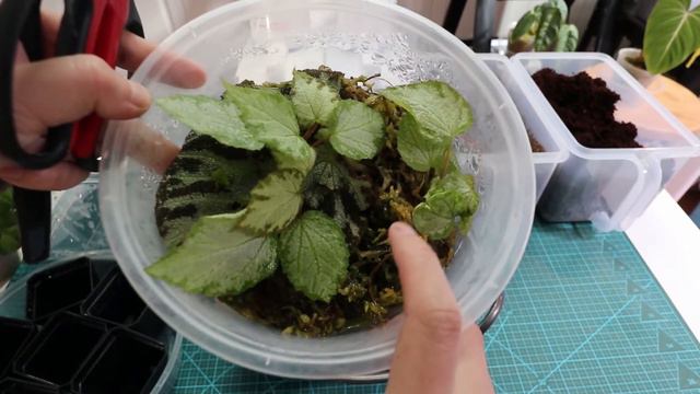 【家庭园艺日常】秋海棠叶插繁殖更新 смотреть онлайн