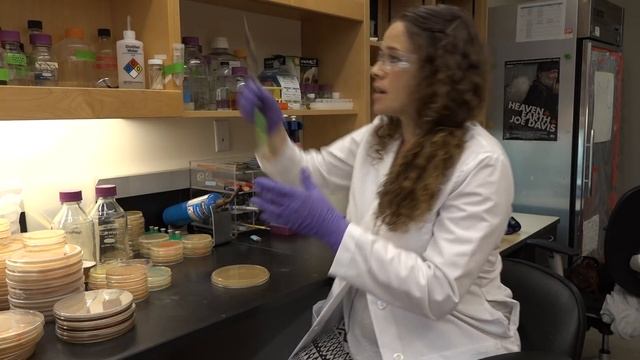 How To Create Agar Art With Living Microbes