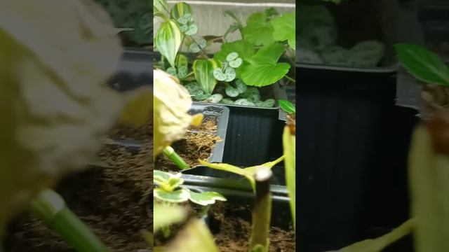 Секрет укоренения деревянного и зеленого черенка гортензии зимой! 89527828234 заказ черенков смотреть онлайн