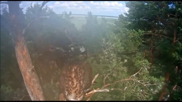 Птенцы Белохвостого орла Эстония 02.07.2016 смотреть онлайн