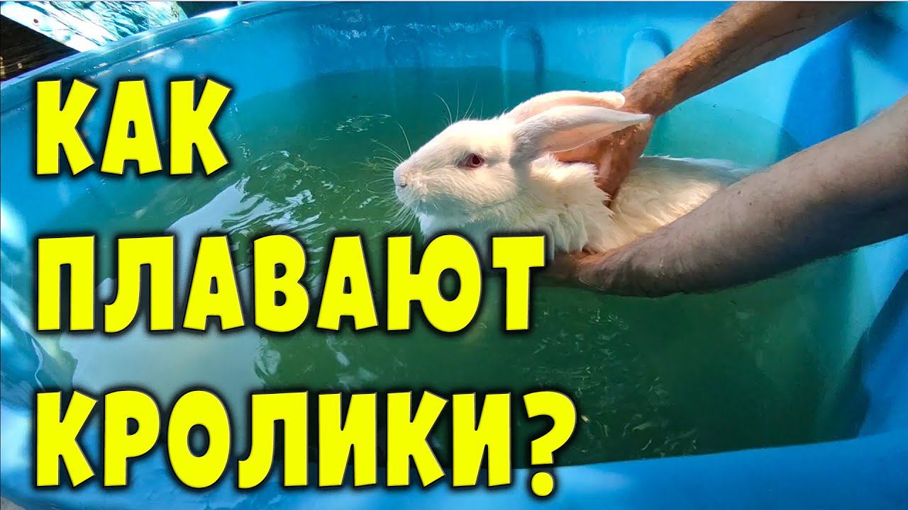 Как плавают кролики? Важные нюансы! смотреть онлайн
