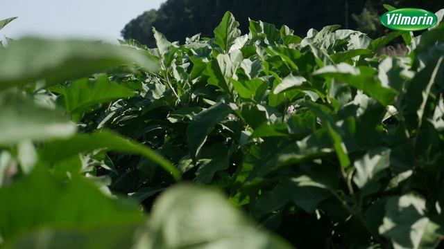 Выгодные баклажаны Вильморин смотреть онлайн