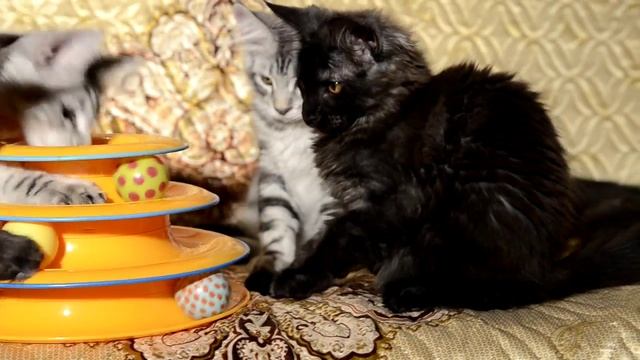 Котята мейн-кун 3 месяца смотреть онлайн