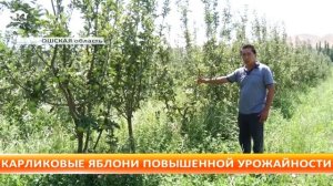 Карликовые яблони