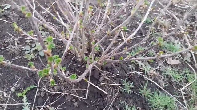 Обрезка СМОРОДИНЫ ранней ВЕСНОЙ для хорошего УРОЖАЯ смотреть онлайн