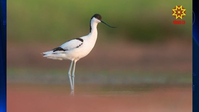 Появилась шилоклювка смотреть онлайн