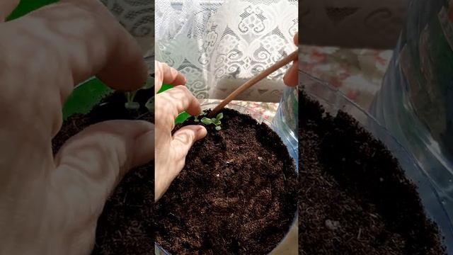 хризантелла  - астра  , пикировка ??????