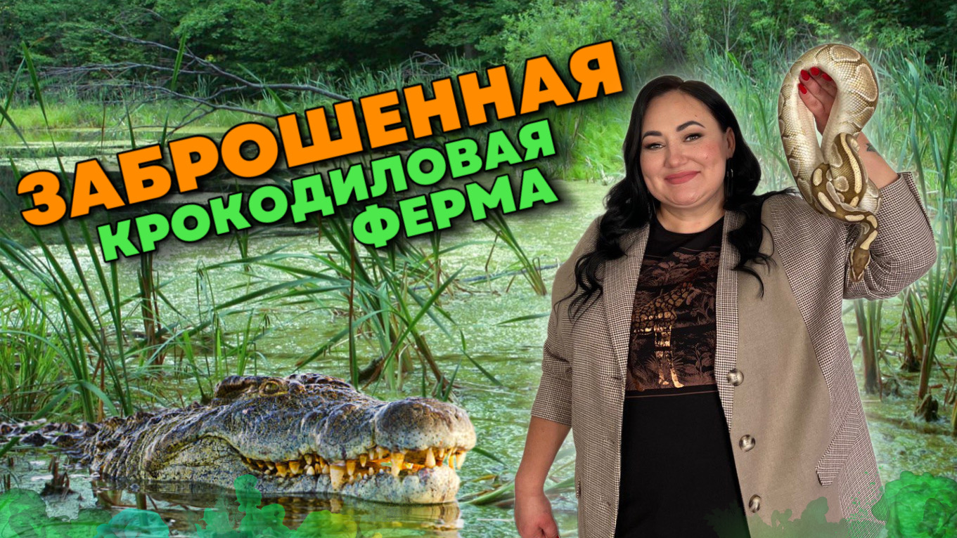 Как мы кормили крокодилов | Крокодиловая ферма | Пхукет смотреть онлайн