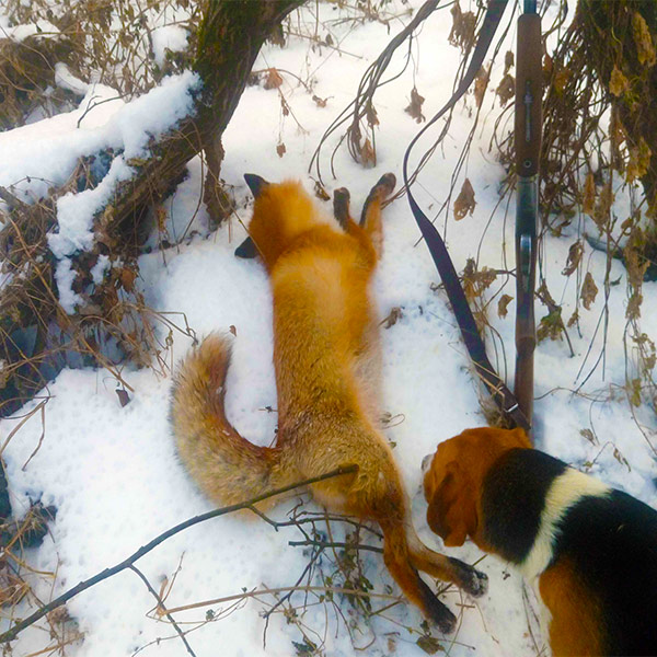ОХОТА НА ЛИСУ. ПРИШЛА В НОГИ смотреть онлайн