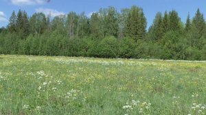 Алёна Шестак Березовая грусть 🎸