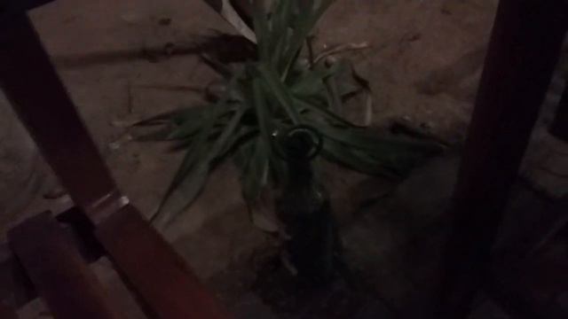 ФУКУОК. Кафе в джунглях. смотреть онлайн