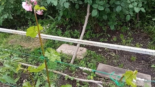 Виноград на Урале. Развитие на 25 июня 2022г смотреть онлайн