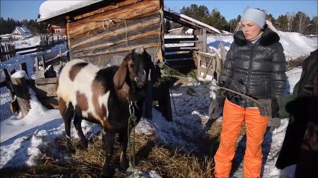 Нубийский козел ,разведение коз,козоводство в Сибири.
