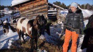 Нубийский козел ,разведение коз,козоводство в Сибири.