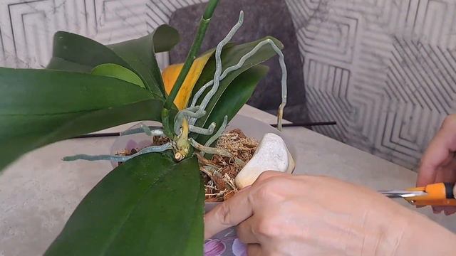 ОРХИДЕЯ ЗАБОЛЕЛА!😭😭😭 смотреть онлайн